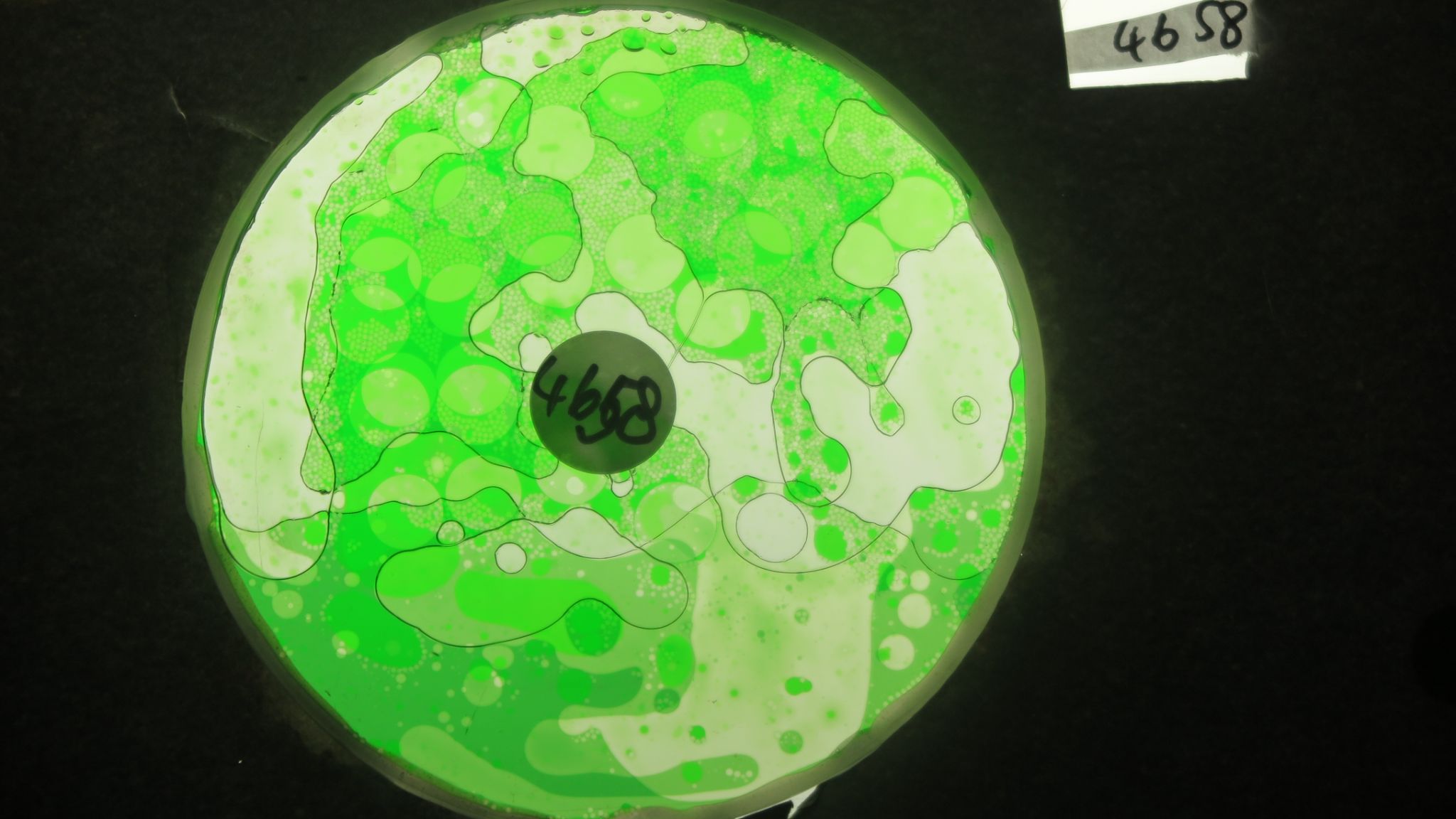 BV4658 bubble vision oil wheel